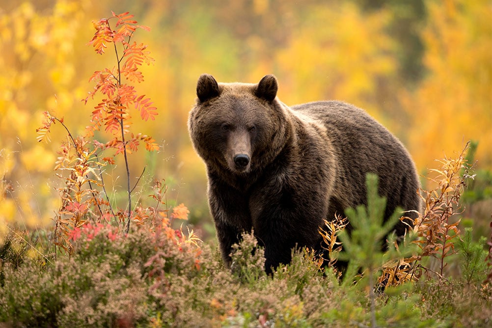 Prot Ger L Ours Brun Deurope