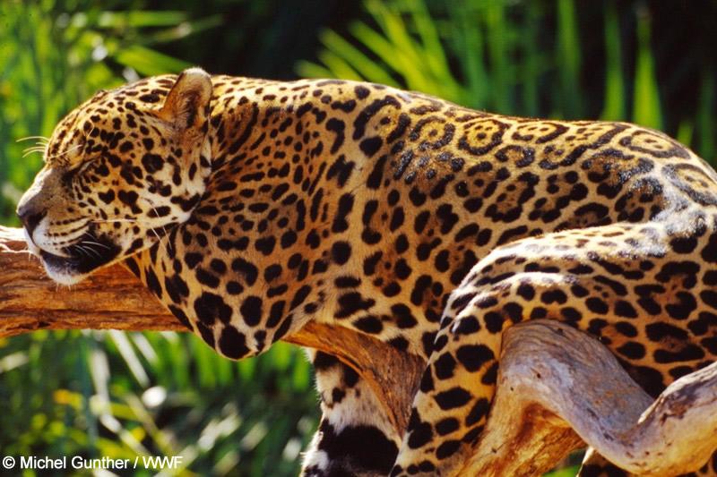 jaguar soja WWF2