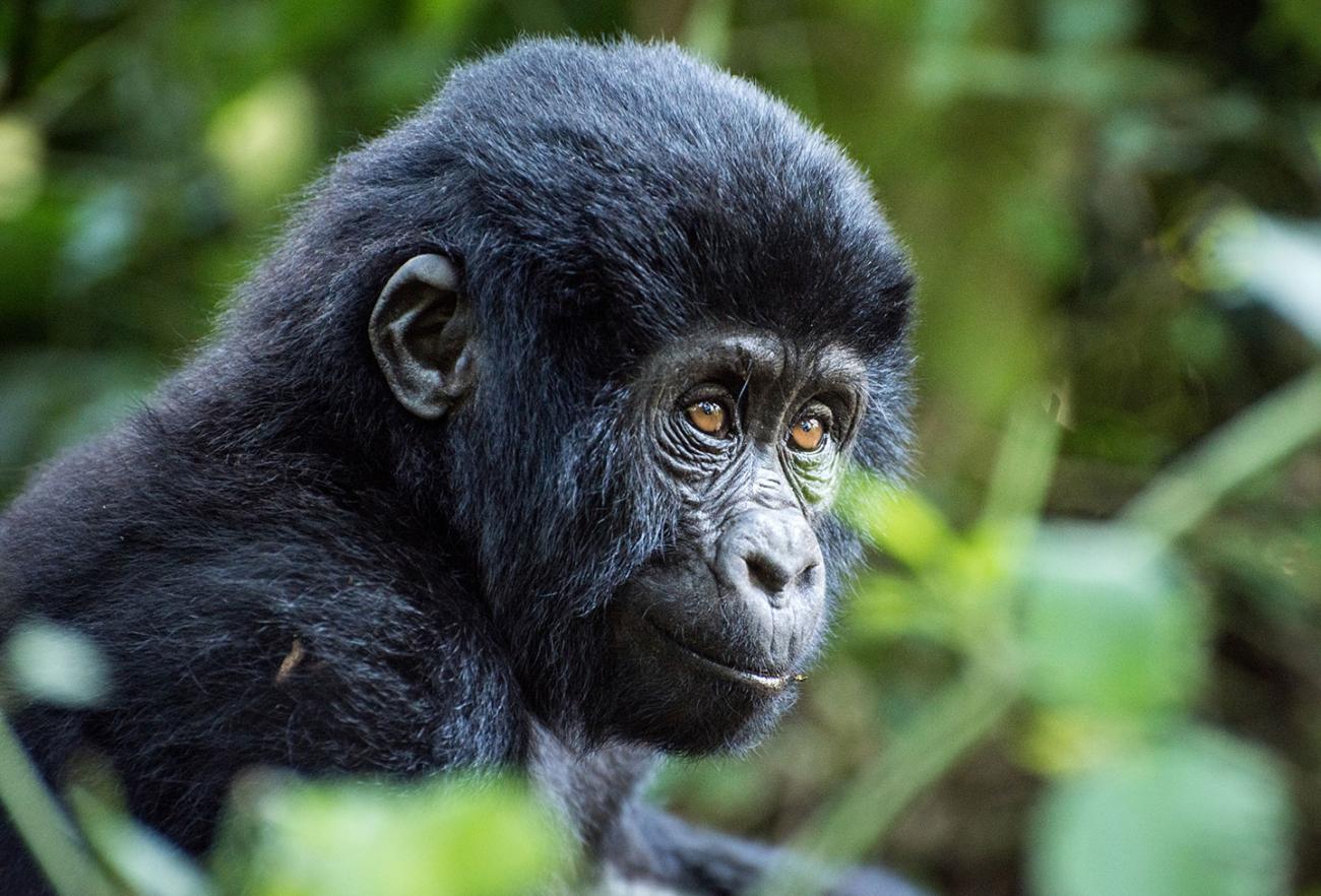 Close-up van een baby gorilla zittend in profiel in de jungle 