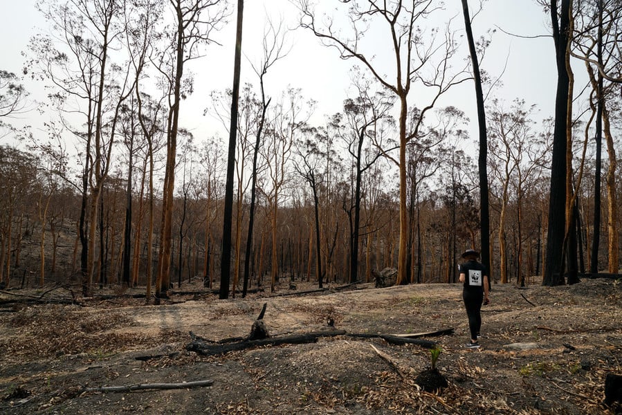 Persbericht: WWF: 3 Miljard Dieren Getroffen Door De Bushfire-crisis In ...