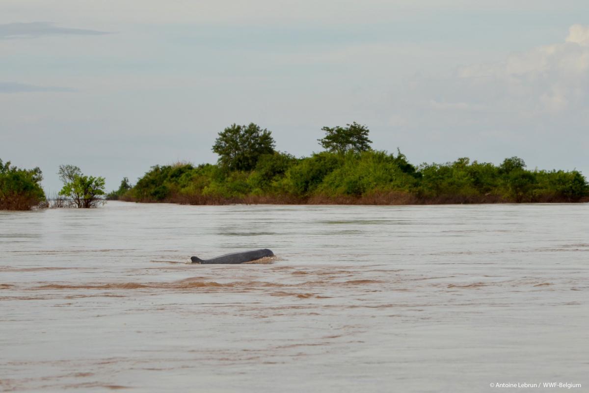 WWF blog mekong irrawaddy dauphin dolfijn gallery15