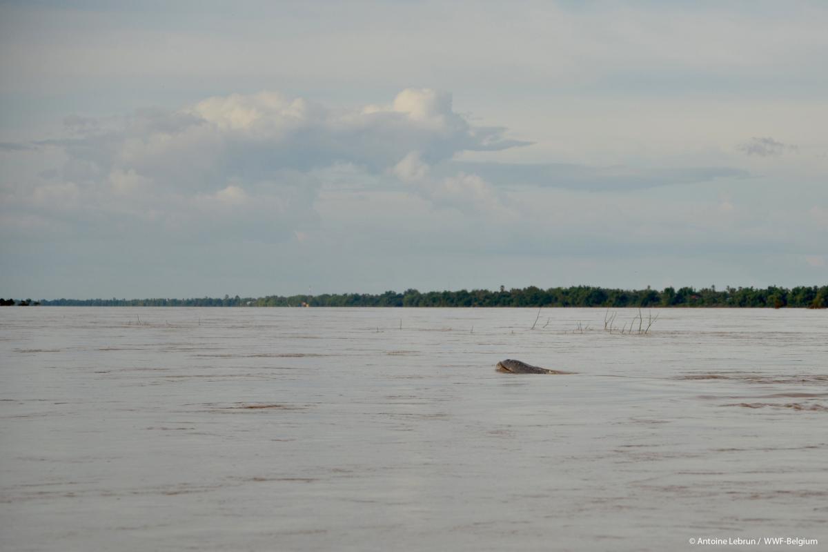 WWF blog mekong irrawaddy dauphin dolfijn gallery16