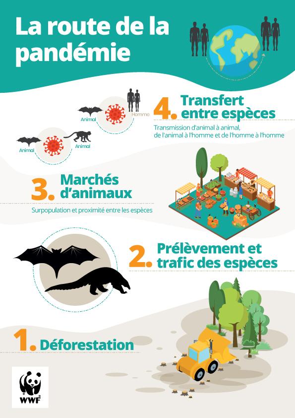WWF Pandemia infografica FR