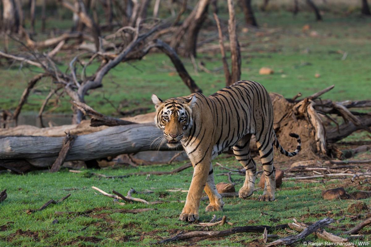 WWF covis 19 tigre tijger
