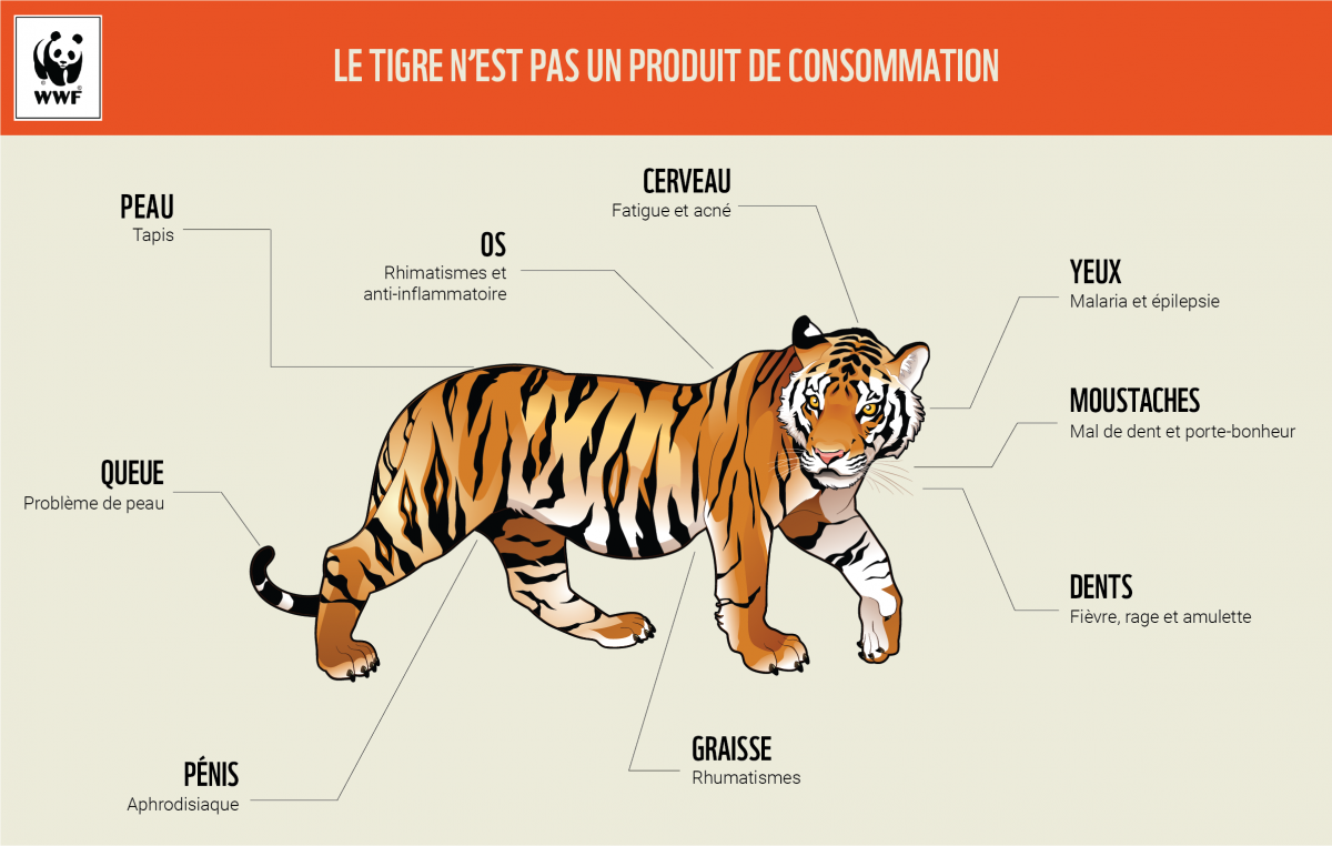 infographie tiger full FR