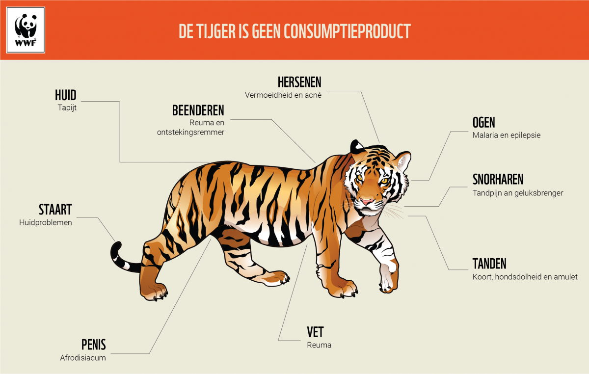 infographie tiger full NL