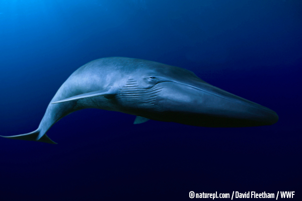WWF baleine bleu blauwe vinvis