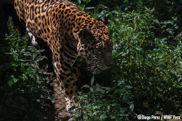 WWF jaguar