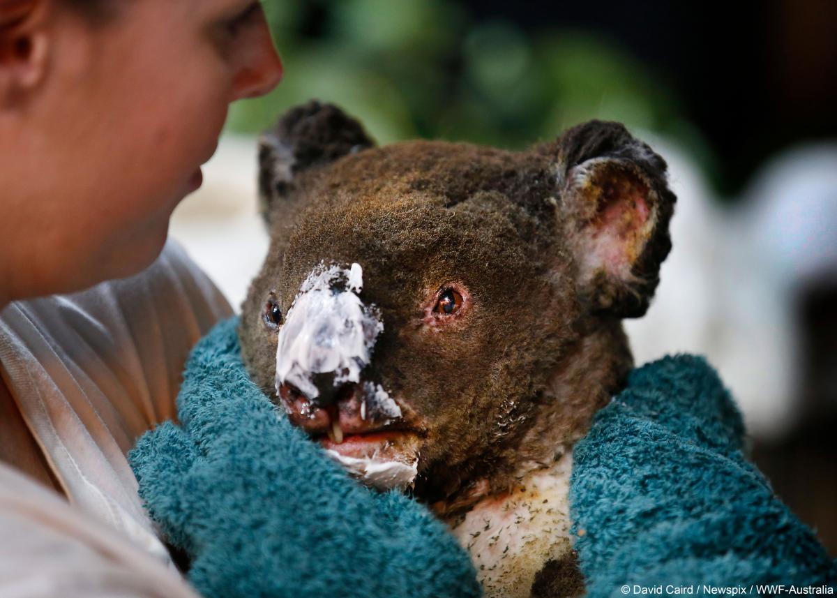 WWF australie koala gallery1