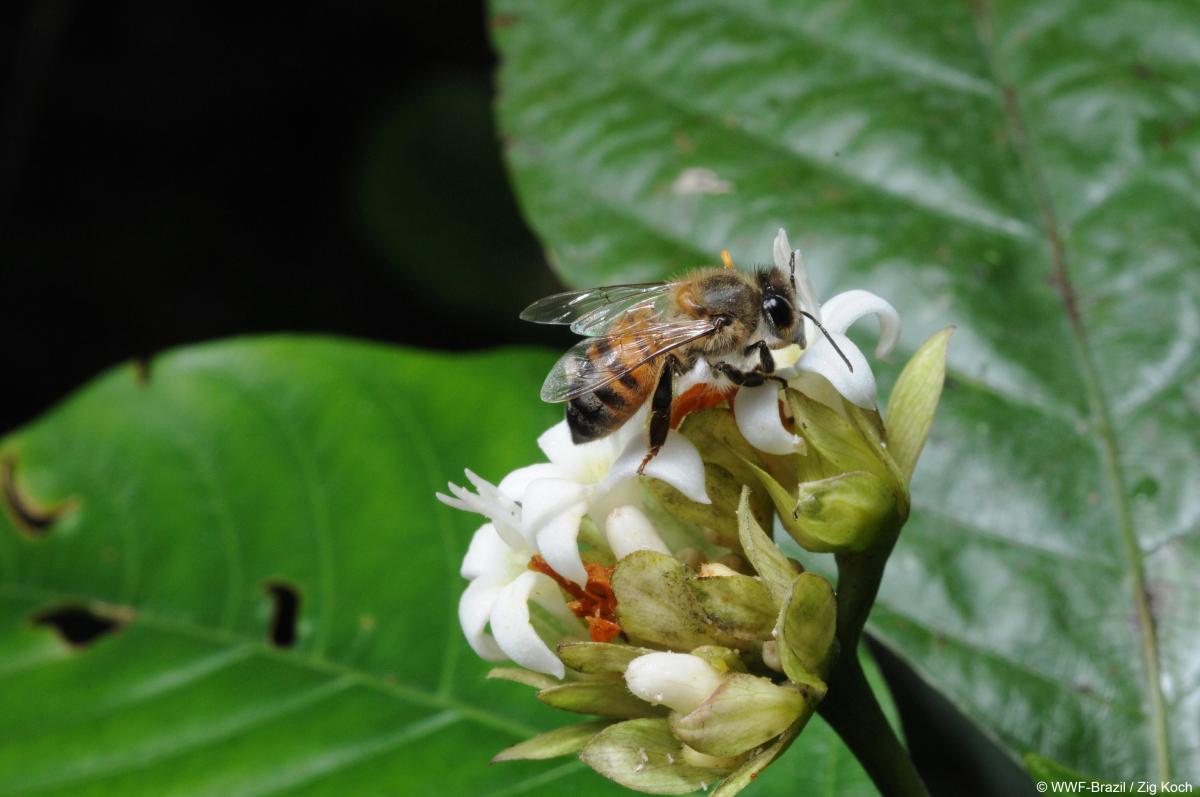 WWF biodiversite biodiversiteit abeille bij