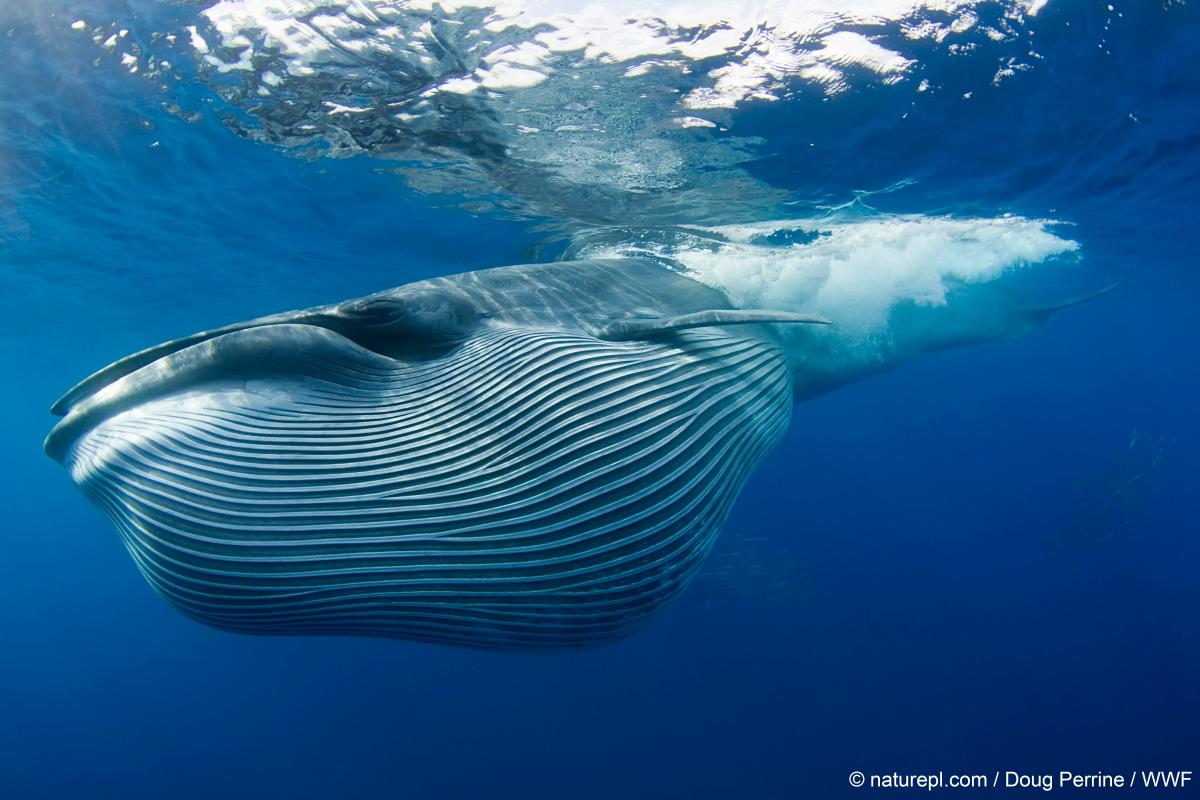 WWF biodiversite biodiversiteit baleine walvis