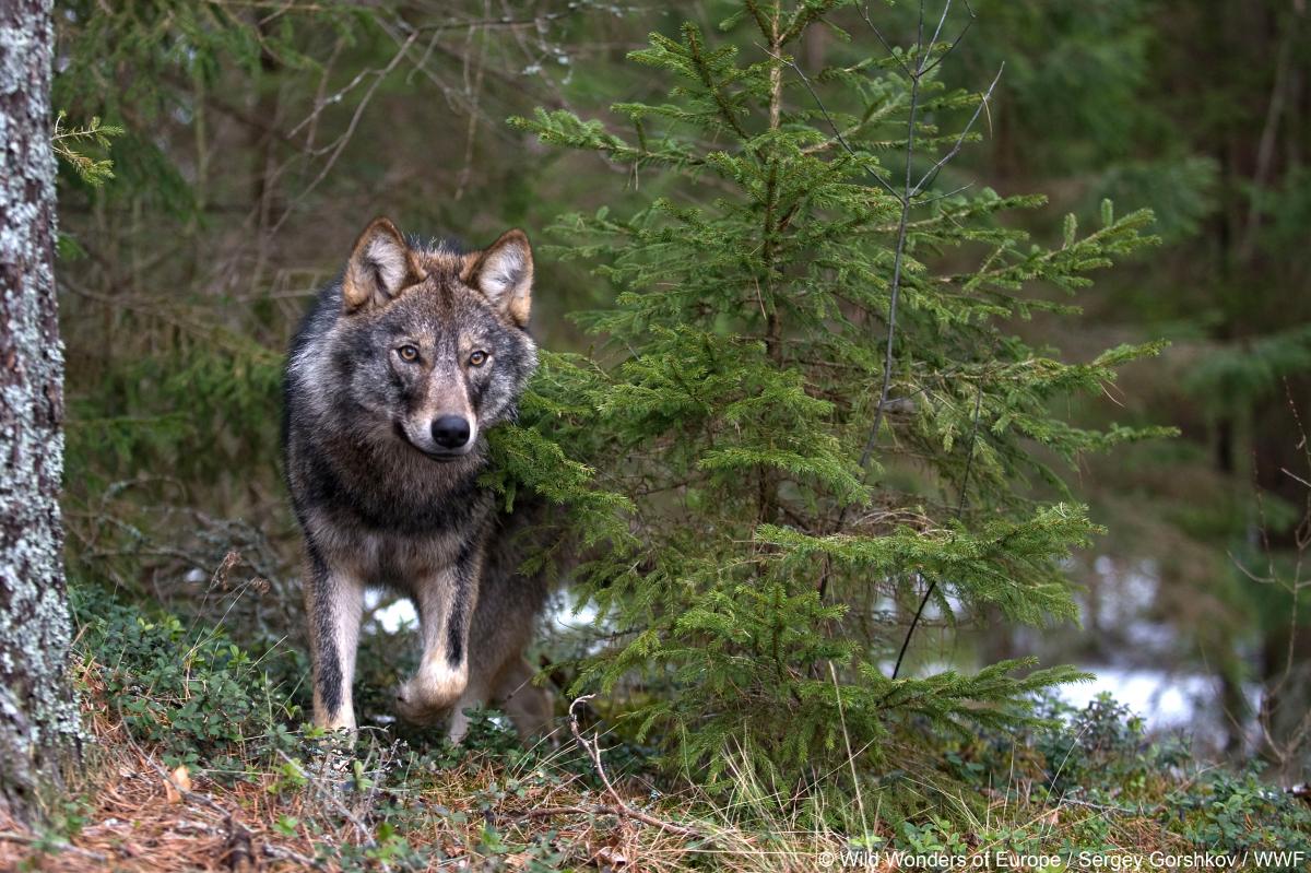 WWF biodiversite biodiversiteit loup wolf