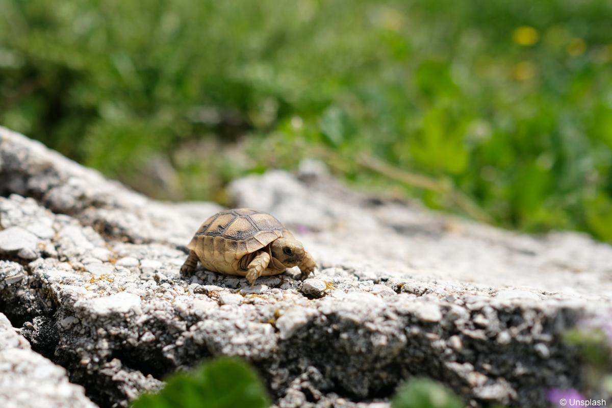 WWF biodiversite biodiversiteit tortue schildpad