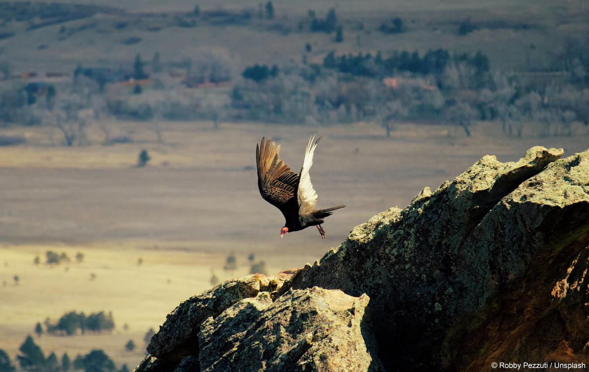WWF biodiversite biodiversiteit vautour gier