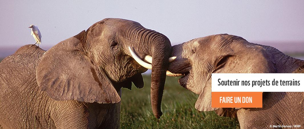 WWF ivoire ivoor Hongkong cta