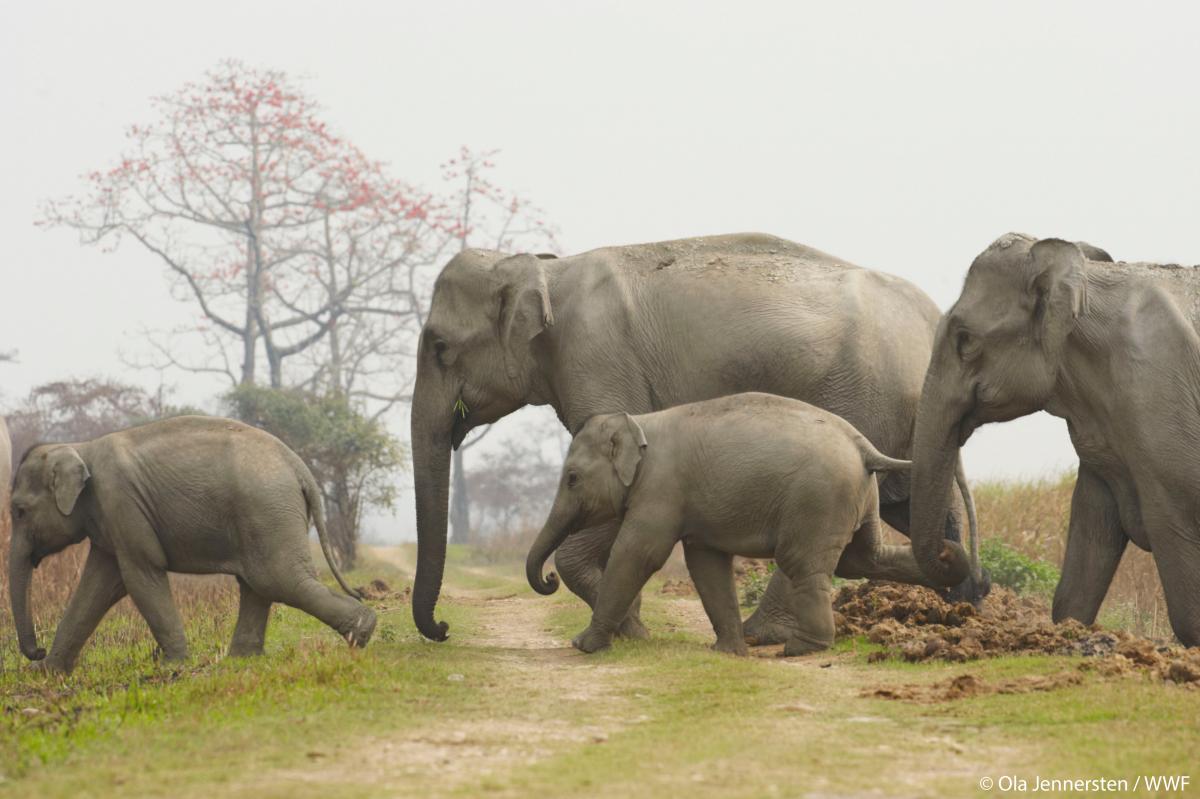 WWF elephant gallery03