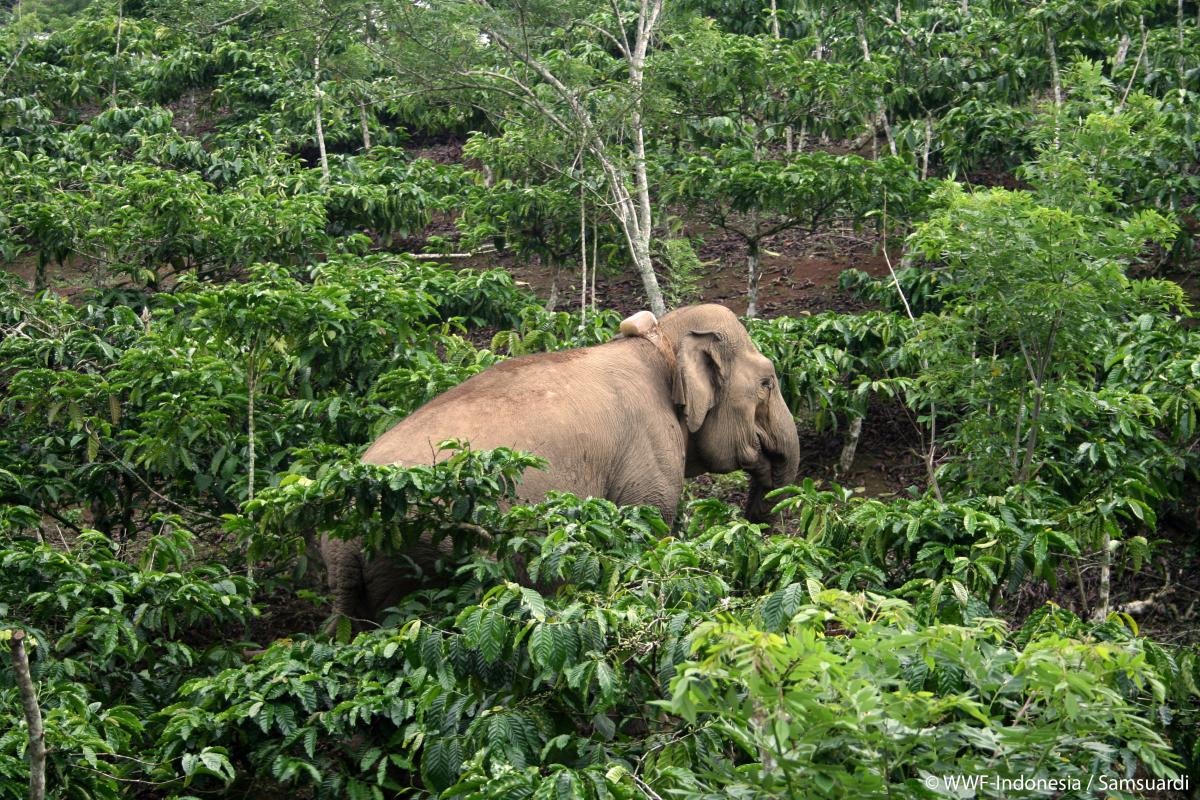 WWF elephant gallery04