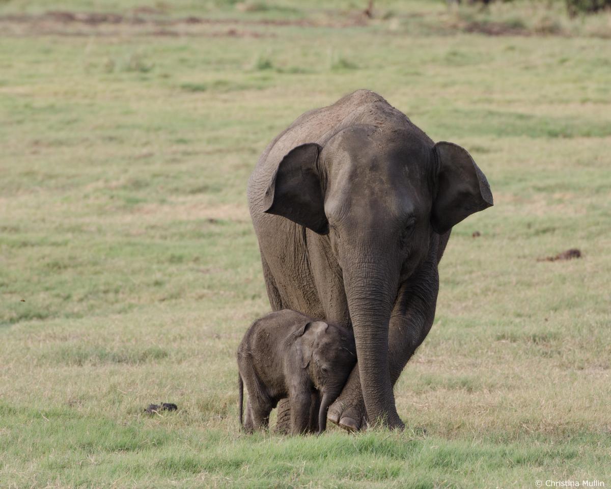 WWF elephant gallery06