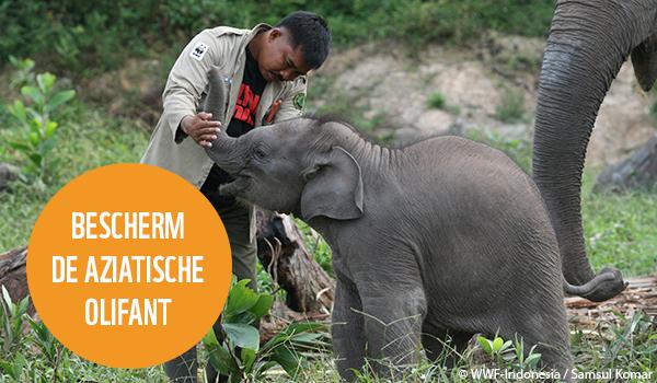 WWF olifant doneer 1
