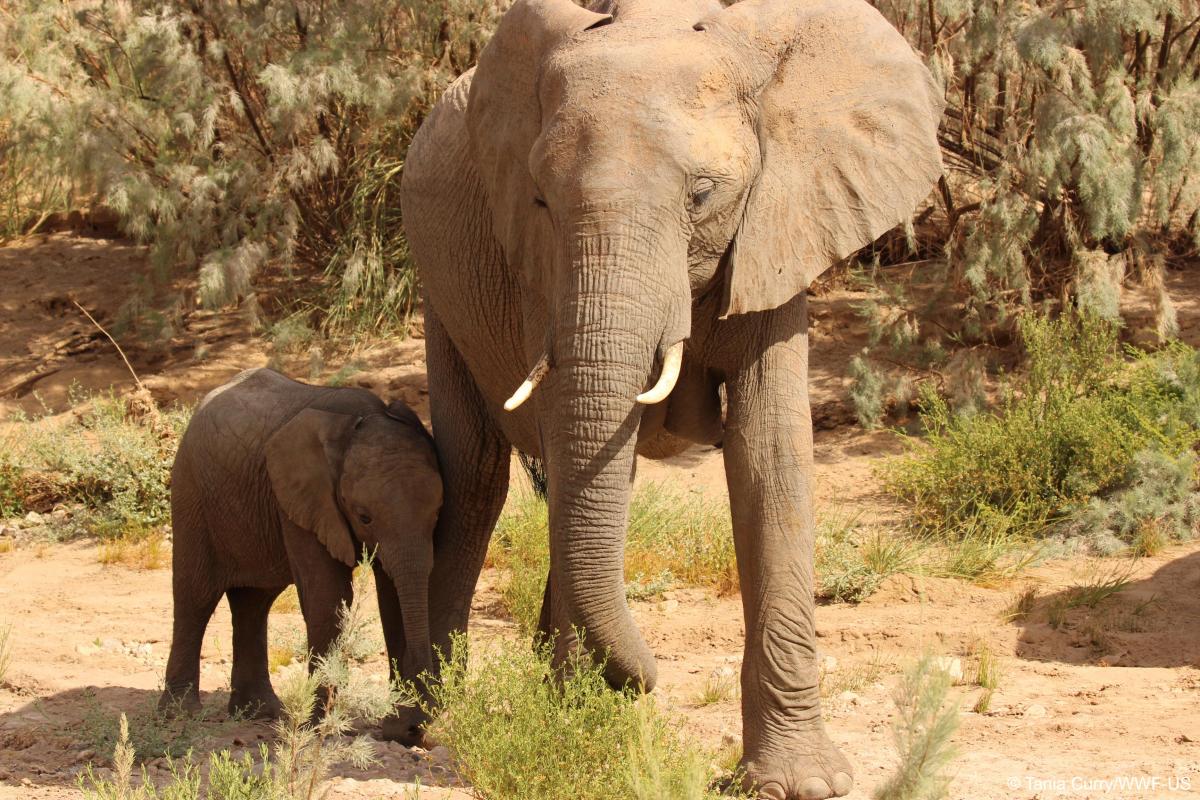 WWF elephant olifant