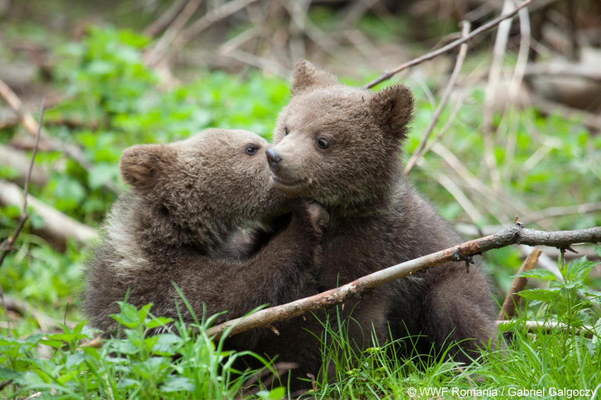 WWF ours brun brune beer