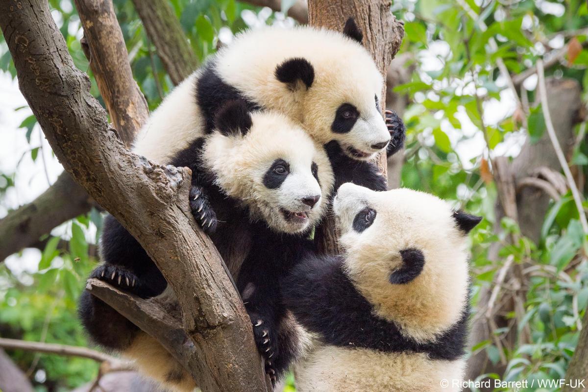 WWF panda