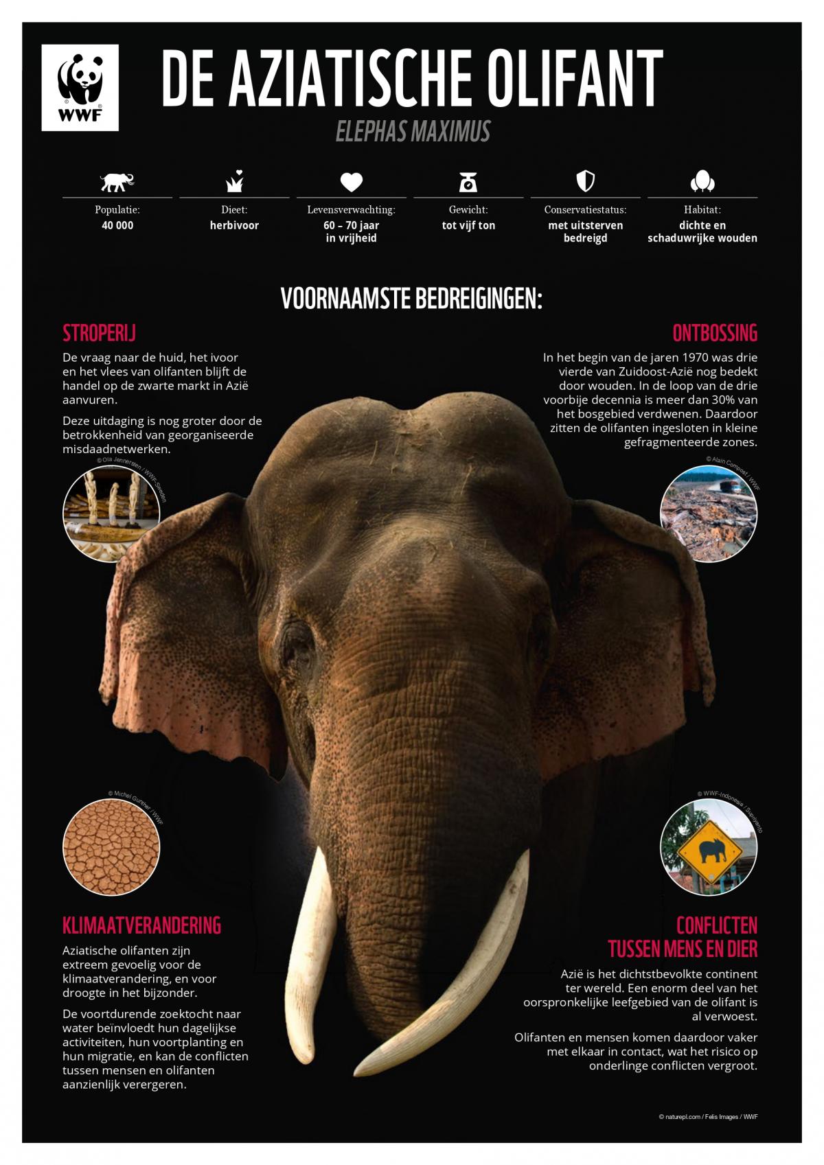 WWF poster elephant A3 12 2020 v3 NL