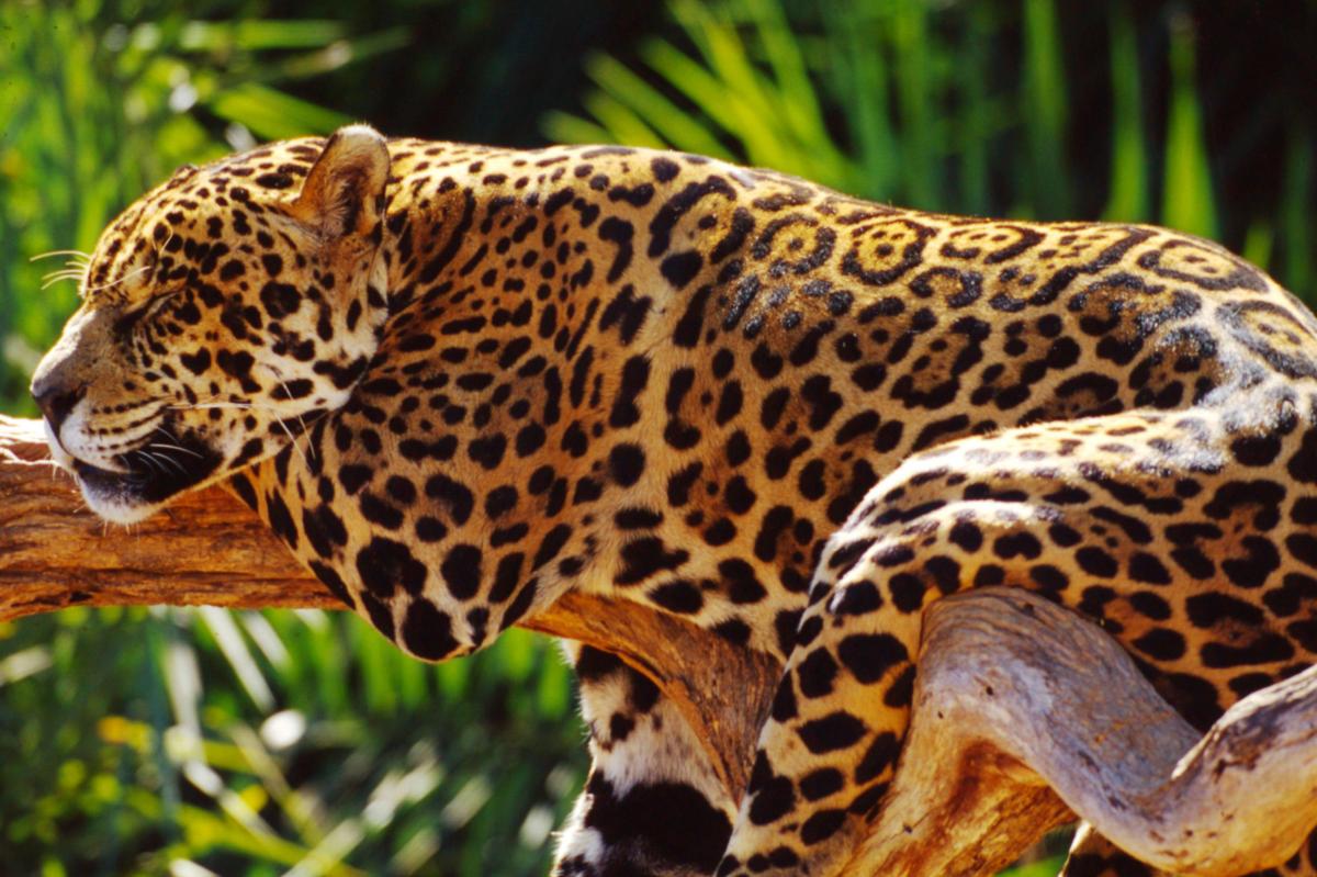WWF jaguar 01