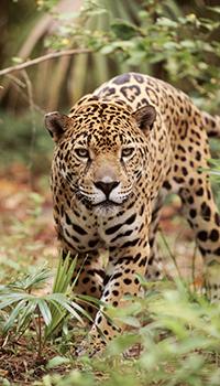 WWF jaguar 03