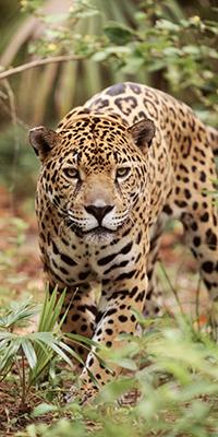 WWF jaguar 04