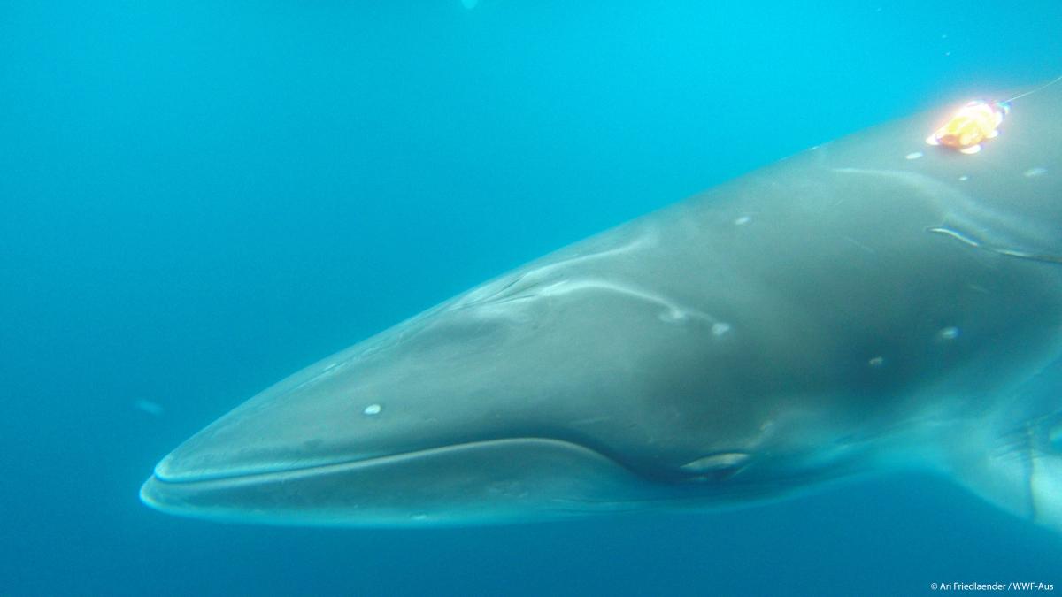 WWF minke whale gallery