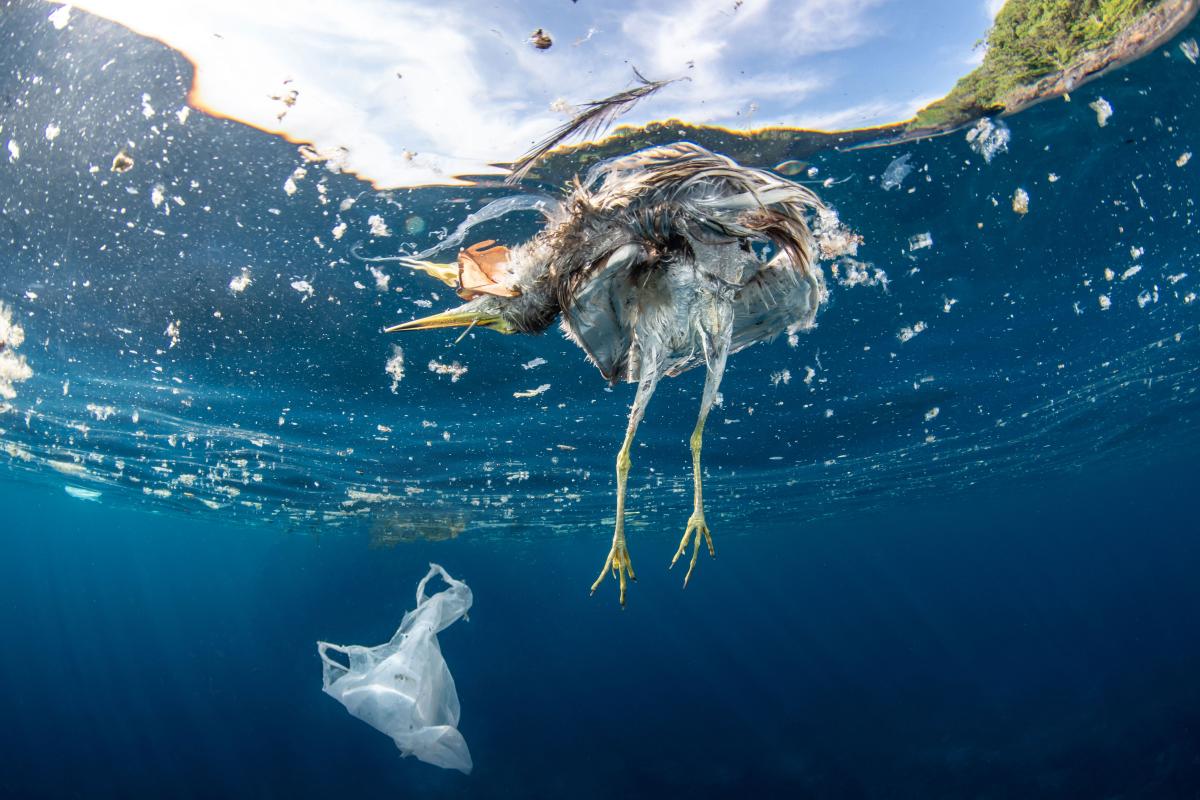WWF plastic report main
