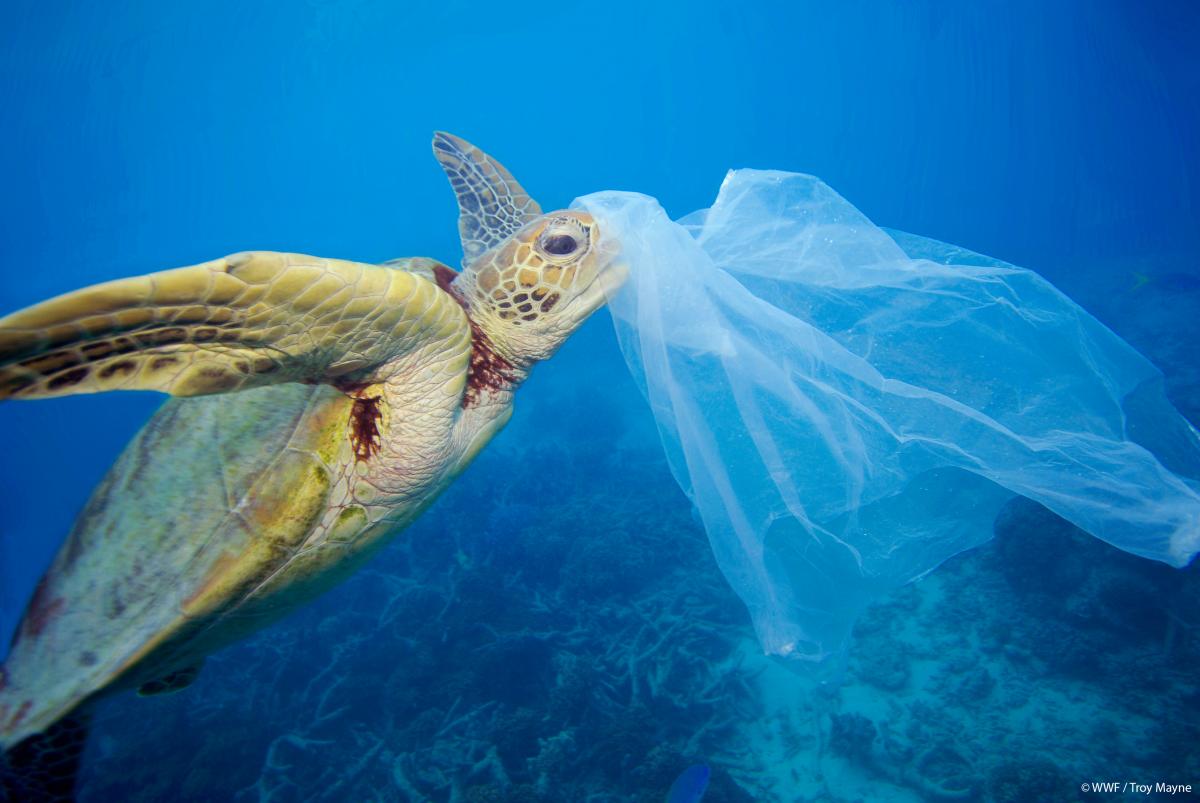WWF rapport plastique plastic report gallery02