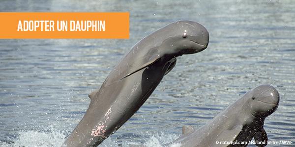WWF adopt dauphin CTA2