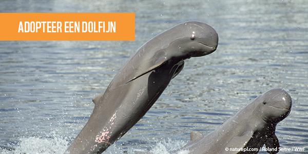 WWF adopteer dolfijn CTA2