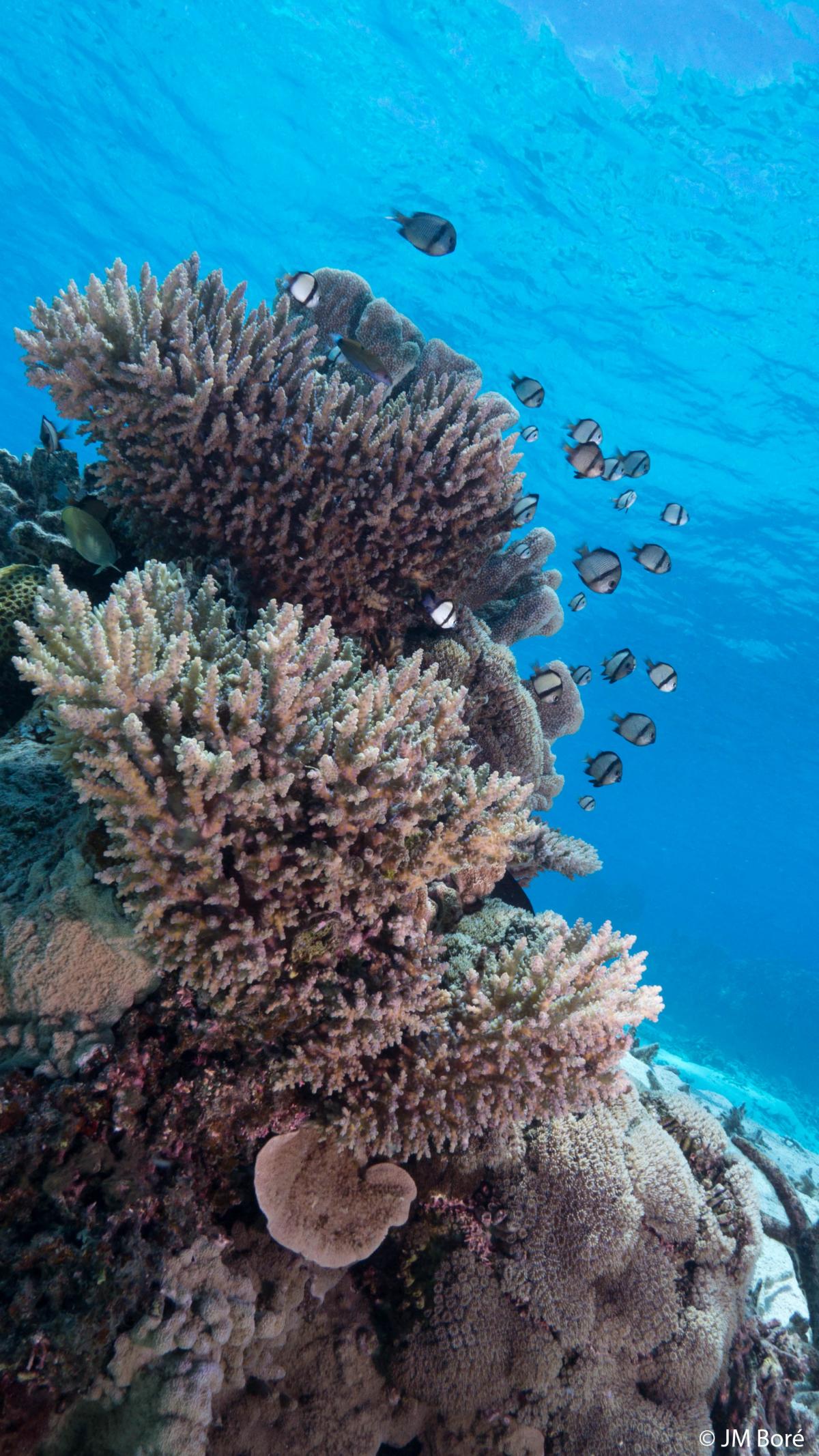 WWF coral reef gallery01