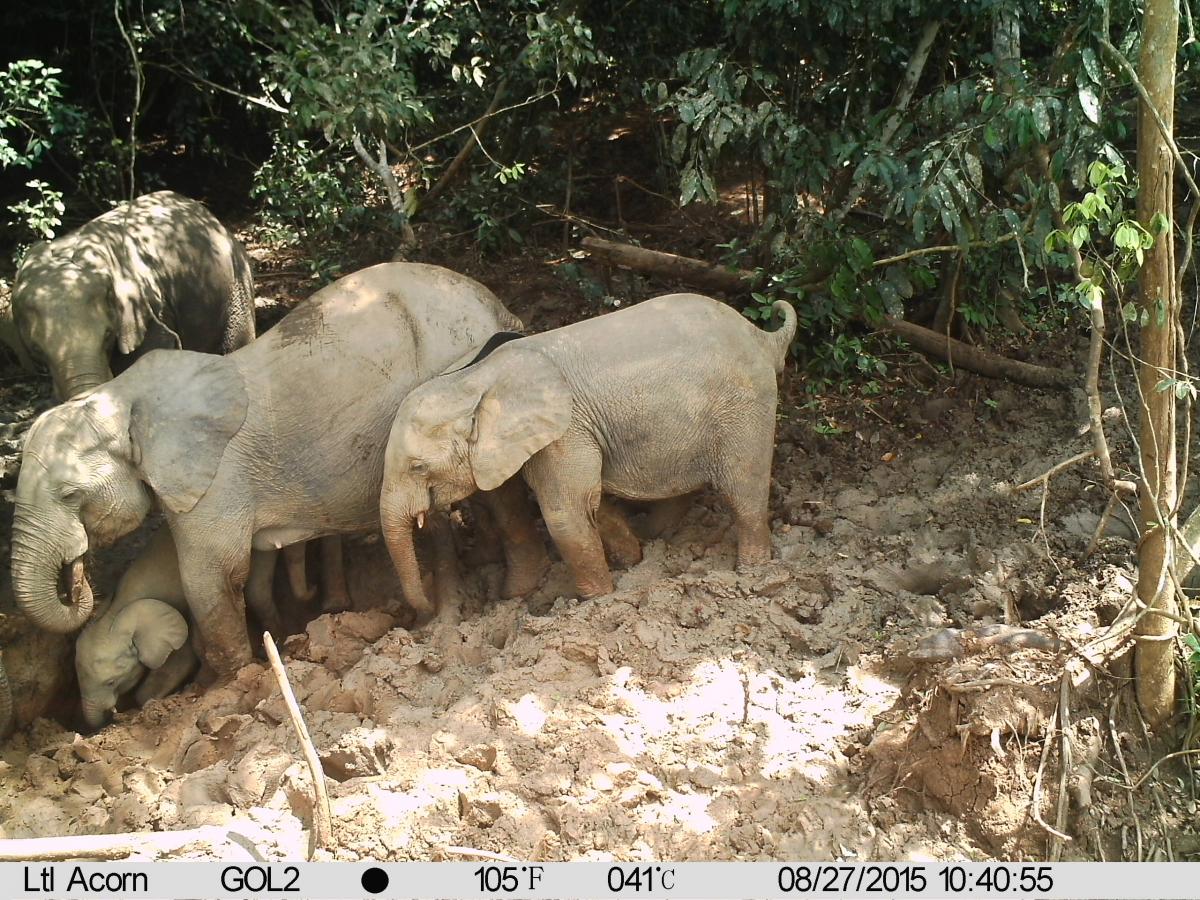 WWF elephant olifant poaching braconnage04
