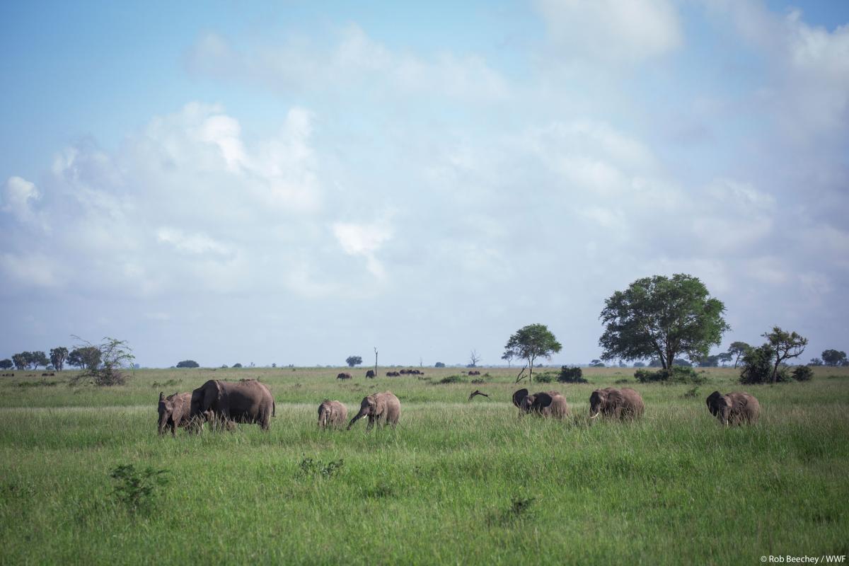 WWF elephants olifanten gallery