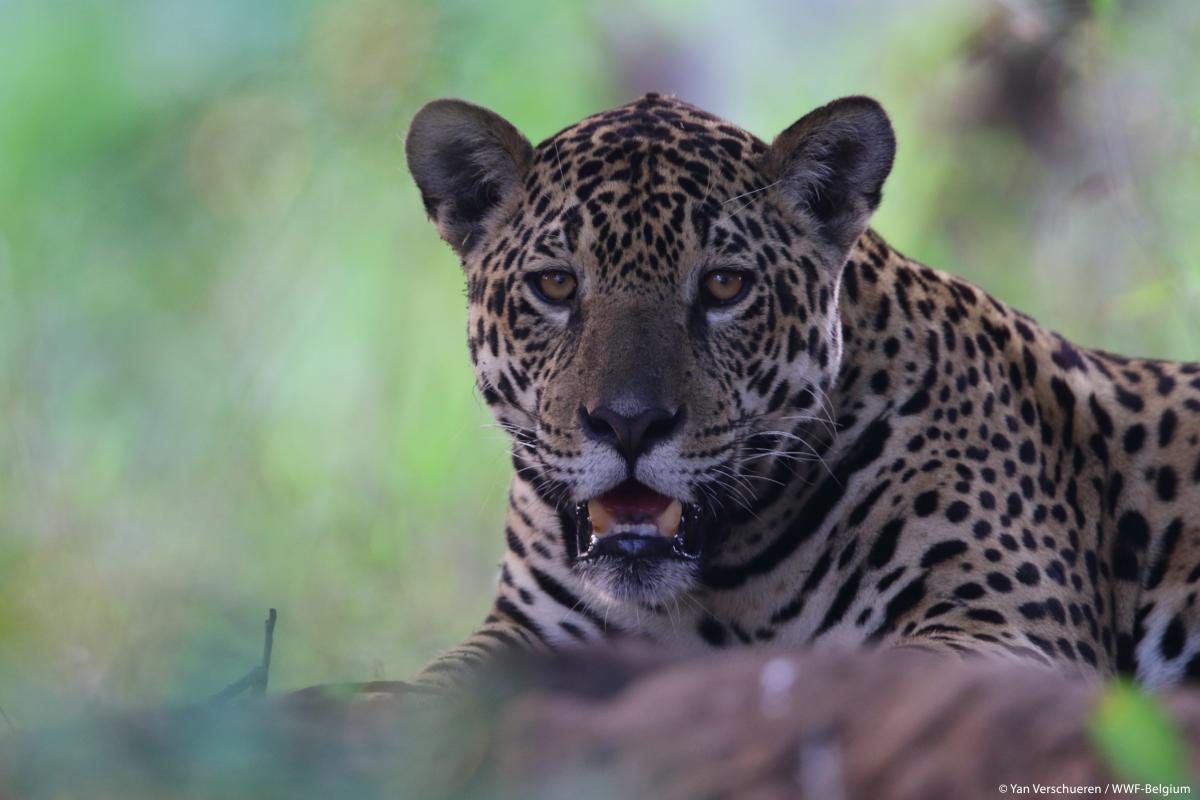 WWF jaguar gallery1