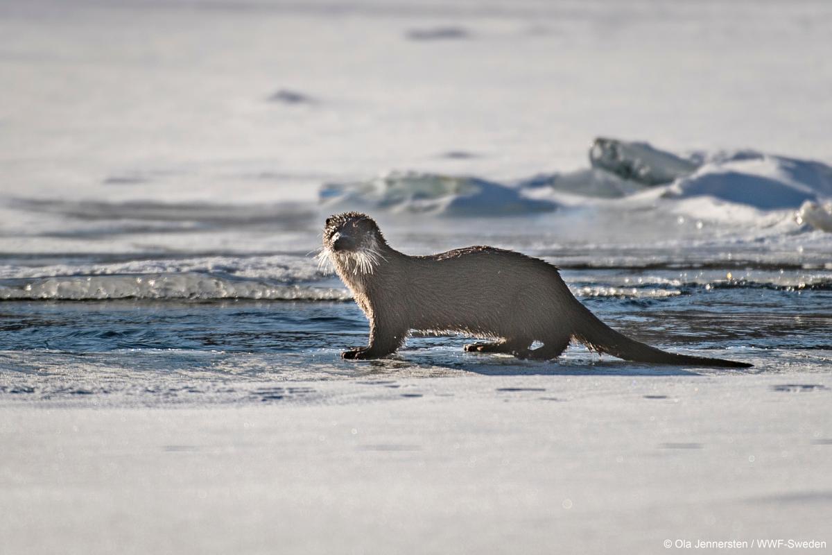 WWF loutre otter gallery4