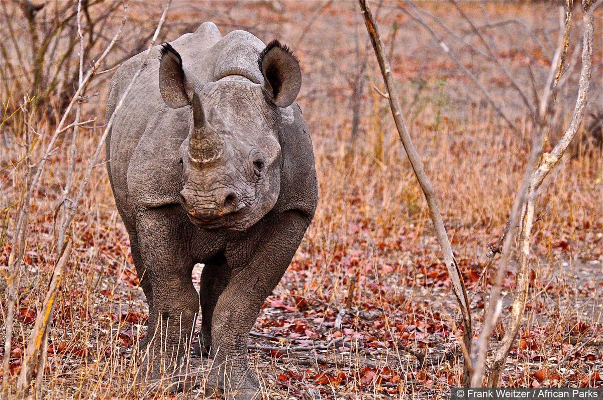WWF rhino 02