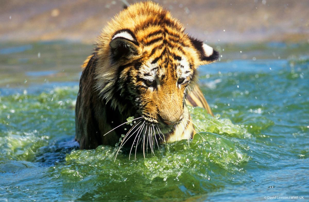 WWF tigre kazakhstan tijger kazachstan gallery1