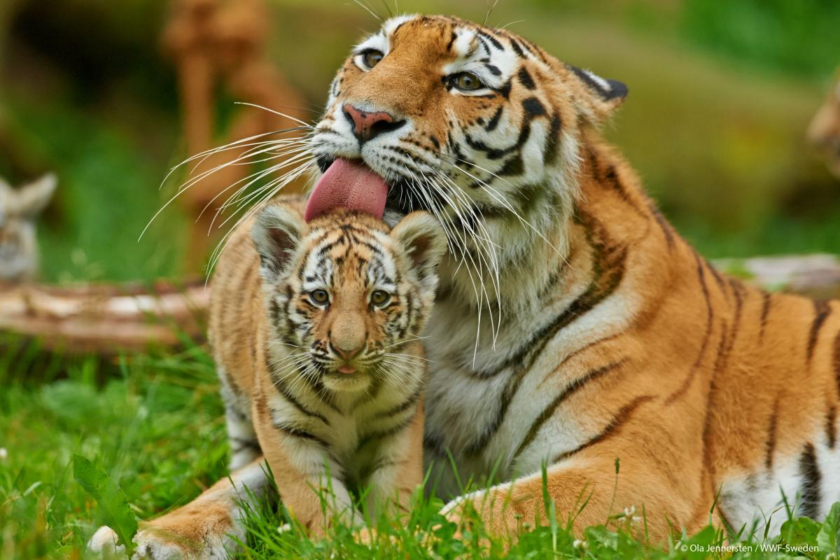 WWF tigre kazakhstan tijger kazachstan gallery2