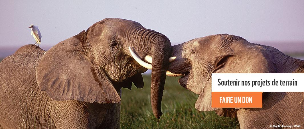 WWF ivoire ivoor cta fr