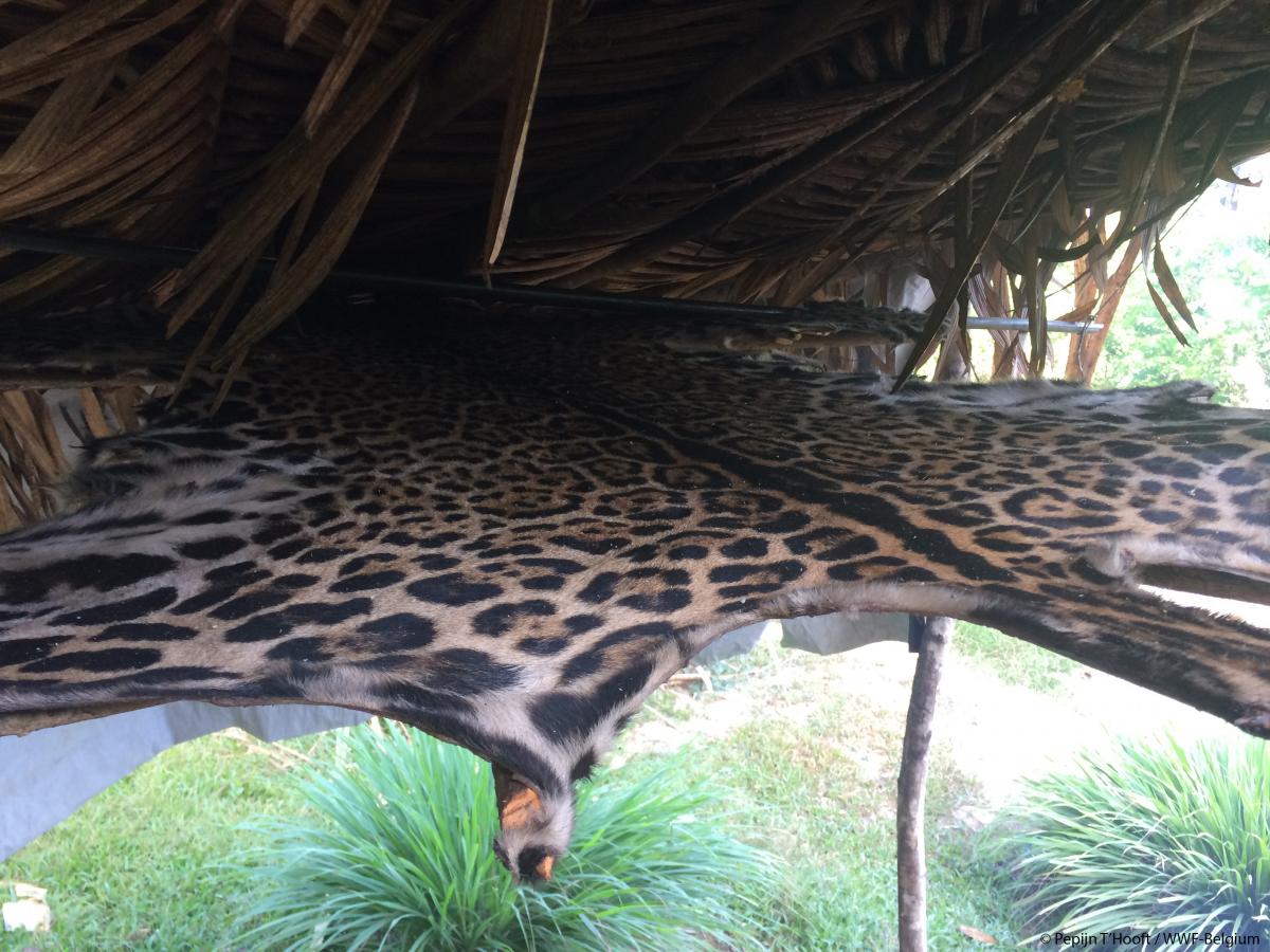 WWF jaguar gallery2
