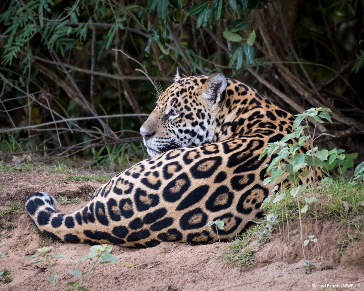 WWF jaguar gallery4