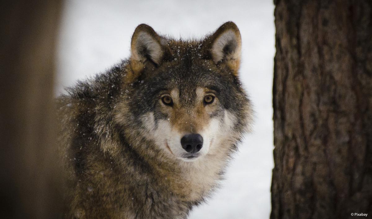 WWF loup wolf gallery