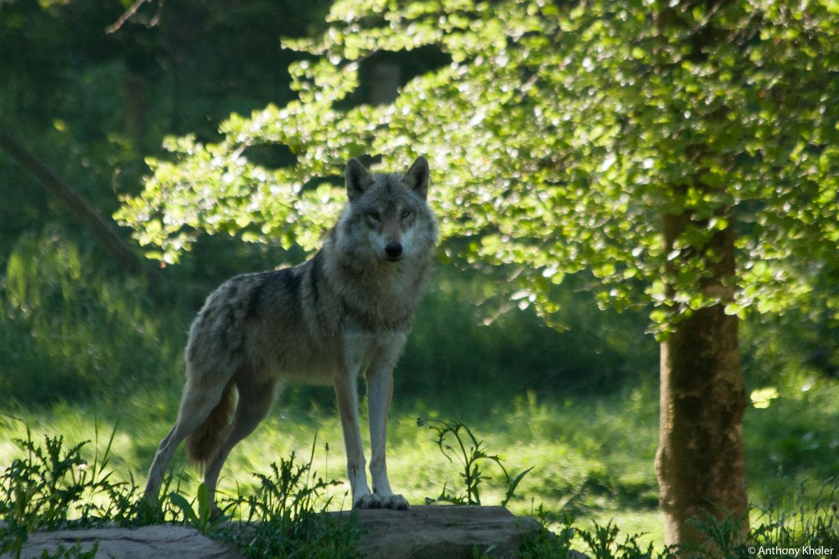 WWF loup wolf2