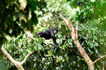 Bonobo in a tree