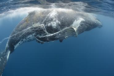 Une Baleine à bosse emmêlée dans des engins de pêche dans l’Océan Pacifique